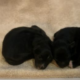 Absolute de La Rive - Black male Pyrenean Shepherd puppy in Ripley, Ohio from La Rive Pyr Sheps LLC