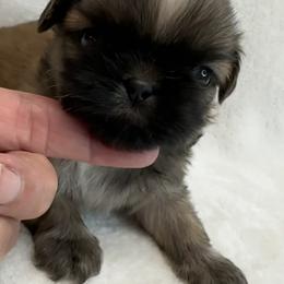 Shih Tzu Puppies from Little Miracles Shih Tzu