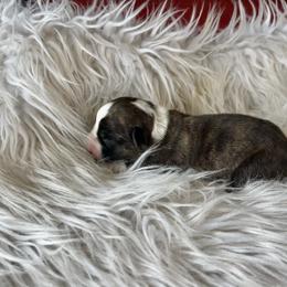 Brindle girl - Brindle and white female Cardigan Welsh Corgi puppy in Clinton, Tennessee from High Hopes Farm
