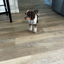 Lewis - Liver white and roan male English Springer Spaniel puppy in Fallscity, Texas from Ciblo Creek Spaniels
