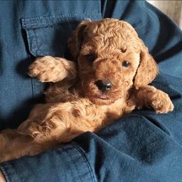 Lena - Red Mini Poodle Raised in Home - Red  female Poodle puppy in Falcon, Missouri from Cedar House Heritage Poodles | AKC Toy & Miniature Poodle Puppies Raised in Home