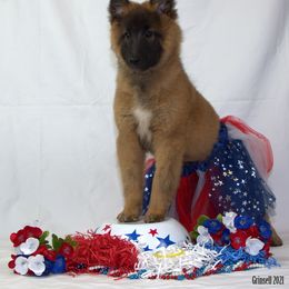 Belgian Tervuren Puppies from Kanna Belgian Tervuren