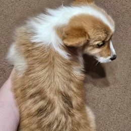 Pembroke Welsh Corgi puppies from Grindstaff Corgis