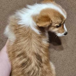 Pembroke Welsh Corgi puppies from Grindstaff Corgis