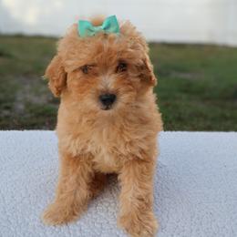 Millie - Red  female Goldendoodle puppy in Apopka, Florida from Rae Precious Puppies