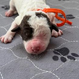 Orange collar - Parti female Labradoodle puppy in Manor, Texas from The Lovadoodles of Texas