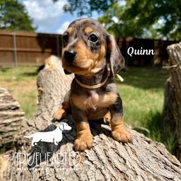 Quinn - Dapple female Dachshund puppy in Royse City, Texas from Truehearted Miniature Dachshunds