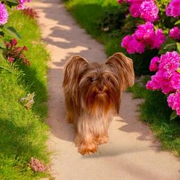 Karma - Yorkshire Terrier