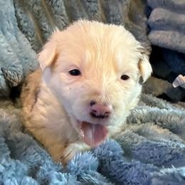 Phoenix - Blue merle female Border Collie puppy in Mckinney, Texas from Border Collies of Ruidoso