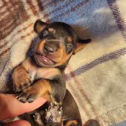Dachshund and Doberman Pinscher Puppies from Living Hope Dobies and Doxies