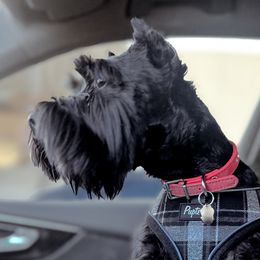 Miniature Schnauzers from Mt. View's Pretty Little Schnauzers