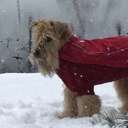 Soft Coated Wheaten Terriers from AnamCara Wheatens