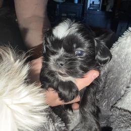 Darin - Black and white male Shih Tzu puppy in Statesville, North Carolina from Grimmly Blue’s Shih Tzus