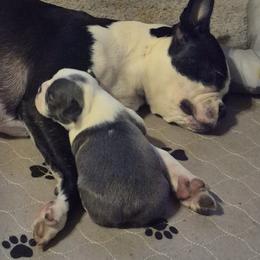 Boston Terrier Puppies from Celtic Kennel Bostons