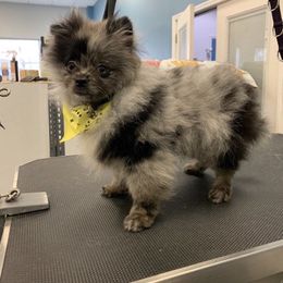 Rocket - Pomeranian
