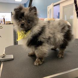 Rocket - Pomeranian