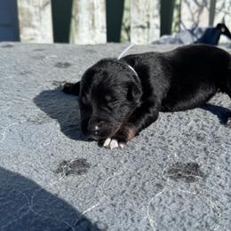 KitKat - Black tri-color female Australian Shepherd puppy in Laotto, Indiana from Circle B working Aussies