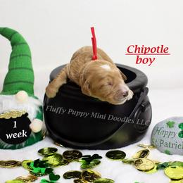 Chipotle (red collar) boy - Red  male Goldendoodle puppy in Corona, California from Fluffy Puppy Mini Doodles LLC