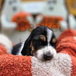 Mountain (orange collar) - Black brown and white male Basset Hound puppy in Big Rapids, Michigan from Basket Hound Bassets