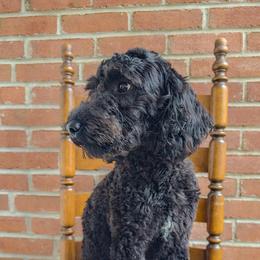 Velvet - Black female Goldendoodle puppy in Rochester, New York from Yankee Doodle Doggies