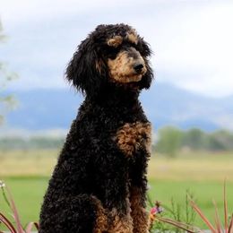 Bernedoodles from South Denver Bernedoodles