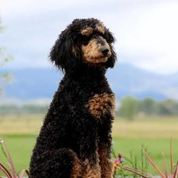 Bernedoodles from South Denver Bernedoodles