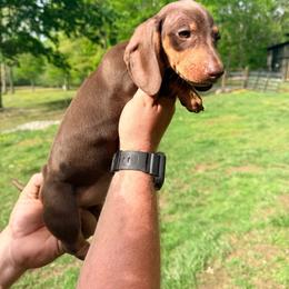 Annie - Chocolate and tan female Dachshund puppy in Crossville, Tennessee from Golden Mini Farm