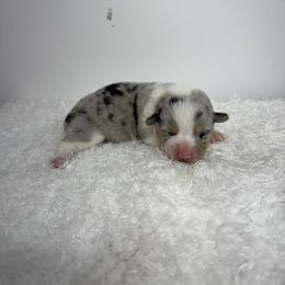 Boy 2 - male Pembroke Welsh Corgi puppy in Hillsville, Virginia from Bonderosa Kennels