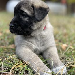 Anatolian Shepherd Dog Puppies from Wild Rooster Family Farm (AKC Anatolians OFA Hips Tested)