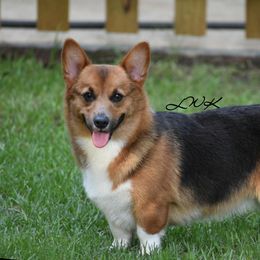 Bluebonnet  - Pembroke Welsh Corgi