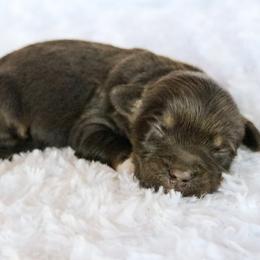 Champ - Red phantom male Aussiedoodle puppy in Crete, Nebraska from Doodles & Co