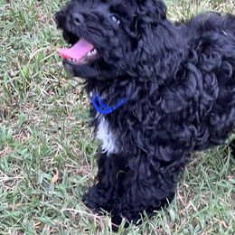LP#1 blue collar - Black and white Assorted Doodle Crosses puppy in Benson, North Carolina from A Bundle of Love