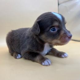Boy 1 - Red tri male Toy Australian Shepherd puppy in Alabama from SBA Aussies