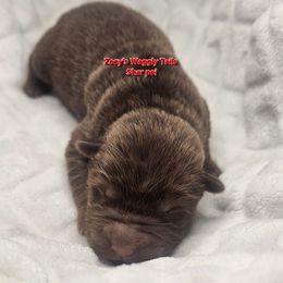 Will - Brown male Chinese Shar-Pei puppy in Minden, Louisiana from Zoey's Waggly Tails