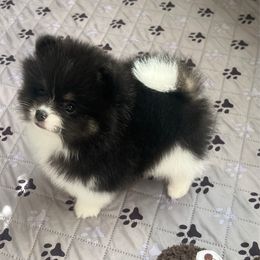 Boy 2 - Black and tan parti male Pomeranian puppy in Newalla, Oklahoma from Classy Poms