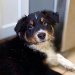 Cosmo (cosmopolitan) - Black tri-color male Australian Shepherd puppy in Fredericksburg, Virginia from Cooper Ridge Aussies