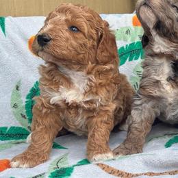 Cinnamon - Cream male Goldendoodle puppy in Captain Cook, Hawaii from Big Island Goldendoodles