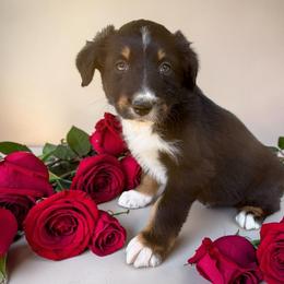 JohnnyCash - Black tri-color male Australian Shepherd puppy in Statesville, North Carolina from Charming Australian Shepherds