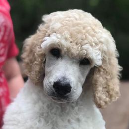 Poodles from Graybark Standard Poodles