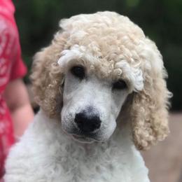 Poodles from Graybark Standard Poodles