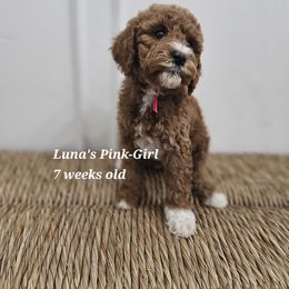 Pink - Red female Labradoodle puppy in Payson, Utah from Utah County Labradoodles