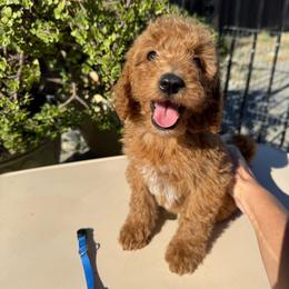 Blue - Red  male Poodle puppy in Sacramento, California from Golden doodles  Lovers