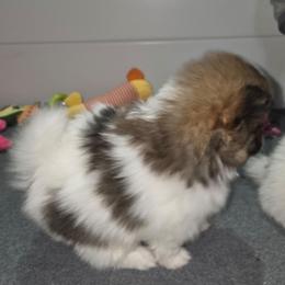 Levi - Orange parti male Pomeranian puppy in Jacksonville, Florida from L'Orlean Kennels
