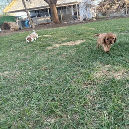Cavalier King Charles Spaniel Puppies from Red Desert Cavalier’s