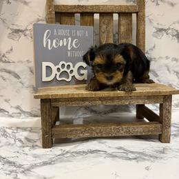 Maisey - Black and gold female Yorkshire Terrier puppy in Sumner, Iowa from Byerly's Beautiful Yorkies