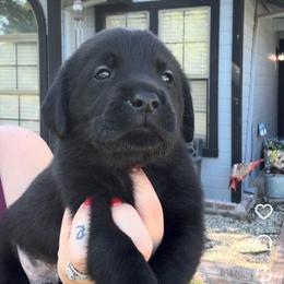 Red Collar - Black male Labrador Retriever puppy in Galt, California from On My Side Kennels