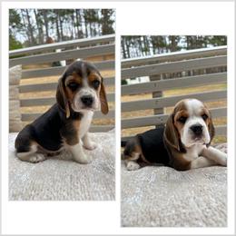 2nd choice - Black white and tan female Beagle puppy in Monticello, Georgia from Beaglelove