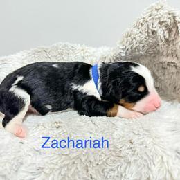 Zachariah - Tri-color male Bernedoodle puppy in Temperance, Michigan from Michigans Bernedoodle’s
