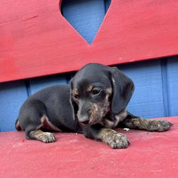 Oakley - Black female Dachshund puppy in Willow Springs, Missouri from Krazy Acre Farm