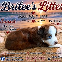Sunset - Red tri female Miniature Australian Shepherd puppy in Port Saint Lucie, Florida from Charlene Brannon's Mini Australian Shepherds